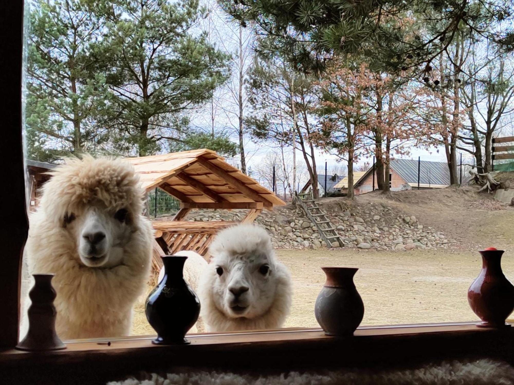 Domek Na Slonecznikowej Chmielno Exteriör bild